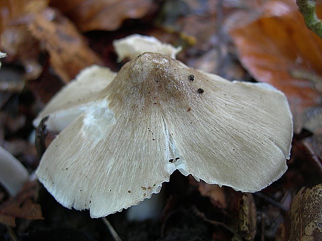 Hygrocybe  fornicata  (Fr.)   Singer